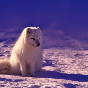 Flagitiosum est autem