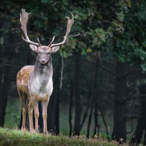 Philodemum dissensio